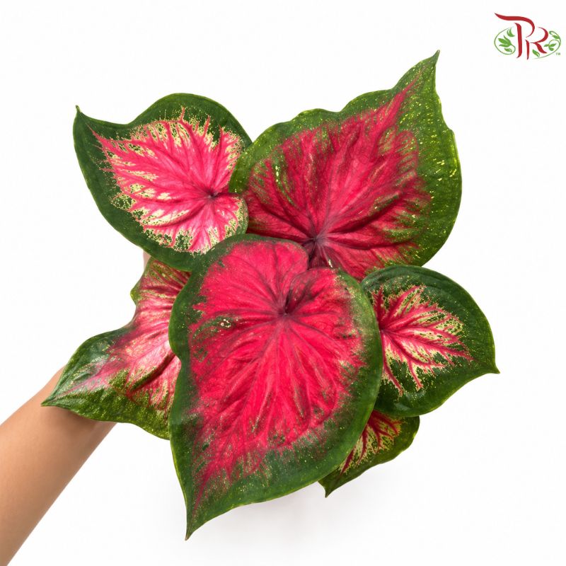 Calathea Berlian F07
