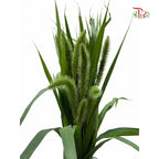 Setaria Viridis