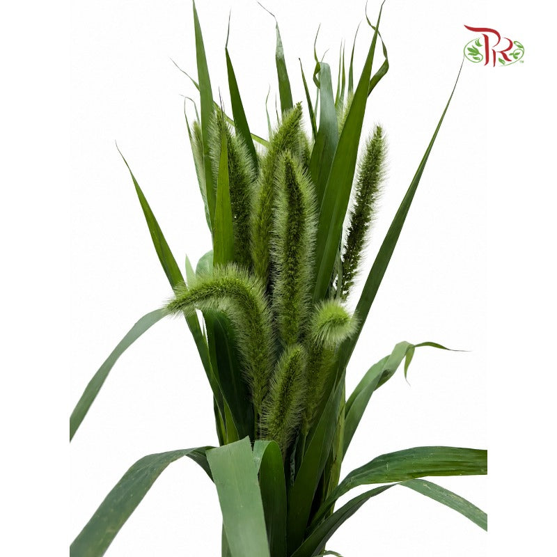 Setaria Viridis