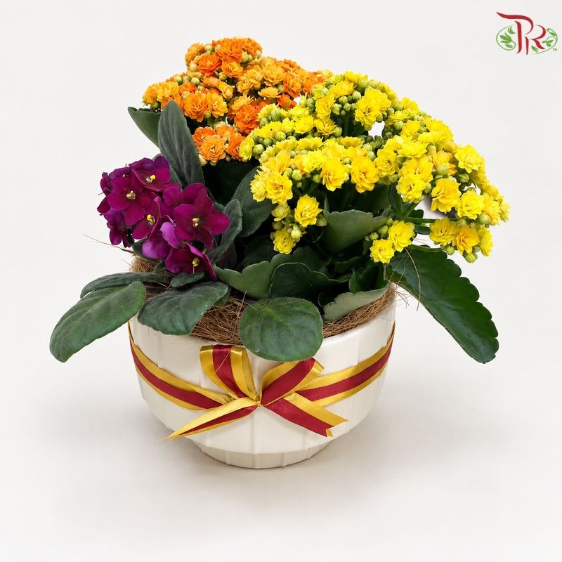 【Deepavali Series 2026】Golden Radiance