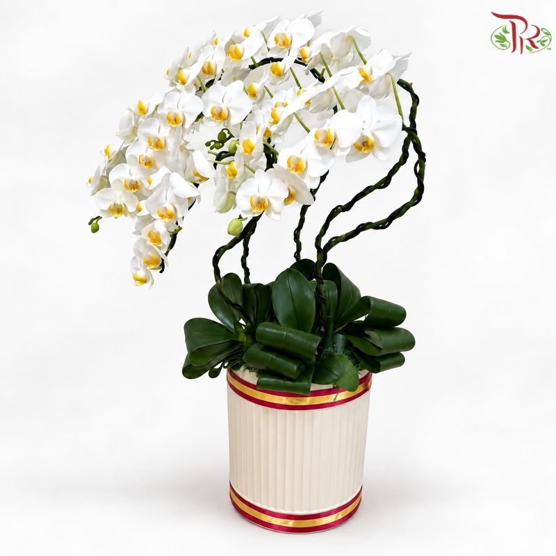 【Deepavali Series 2026】Ivory Radiance