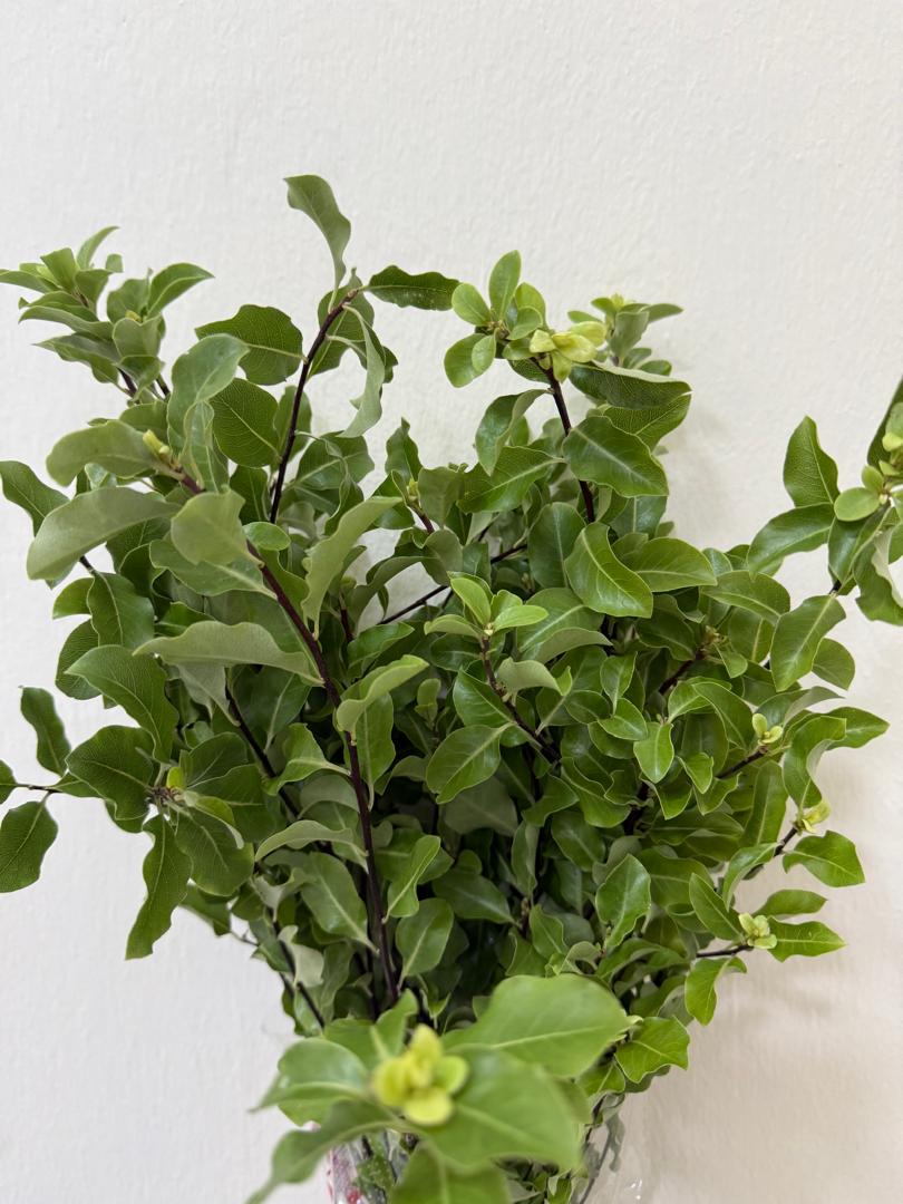 Pittosporum Nigra