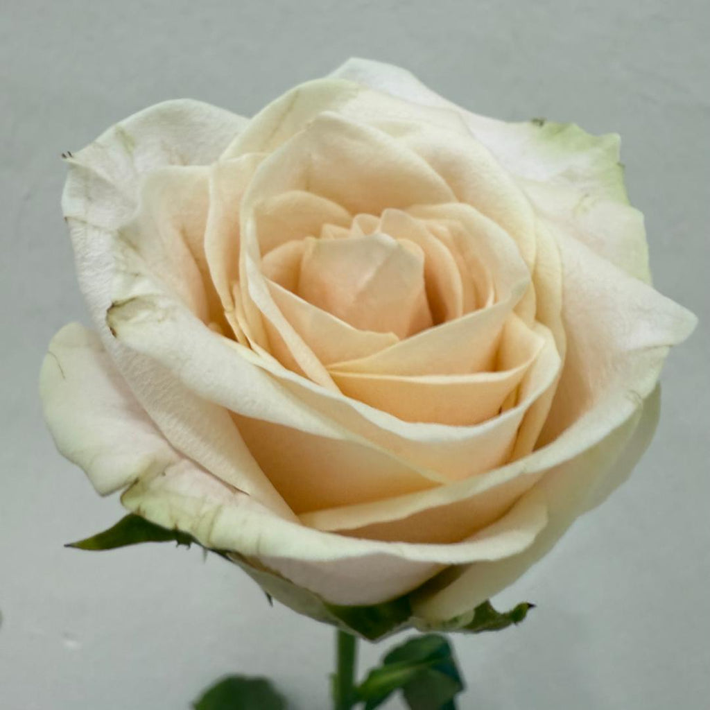 Rose Premium