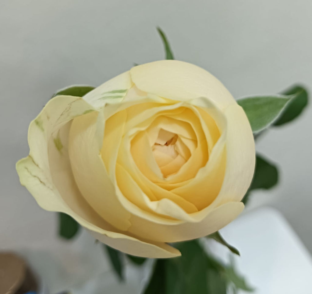 Rose Premium