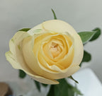 Rose Premium