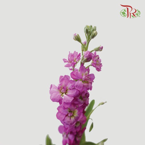 Matthiola