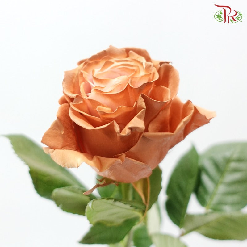 Ceres Rose Dyed Mondial Mix