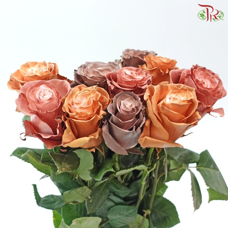 Ceres Rose Dyed Mondial Mix