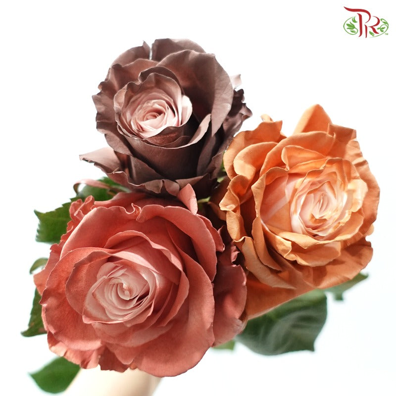 Ceres Rose Dyed Mondial Mix