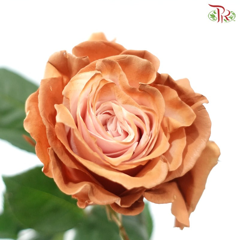 Ceres Rose Dyed Mondial Mix