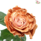 Ceres Rose Dyed Mondial Mix