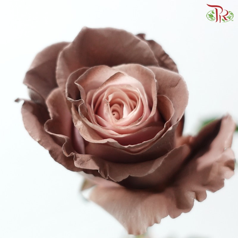 Ceres Rose Dyed Mondial Mix