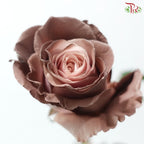 Ceres Rose Dyed Mondial Mix