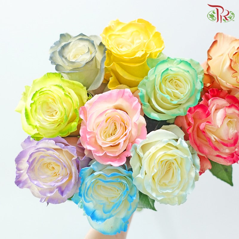 Ceres Rose Dyed Mondial Mix