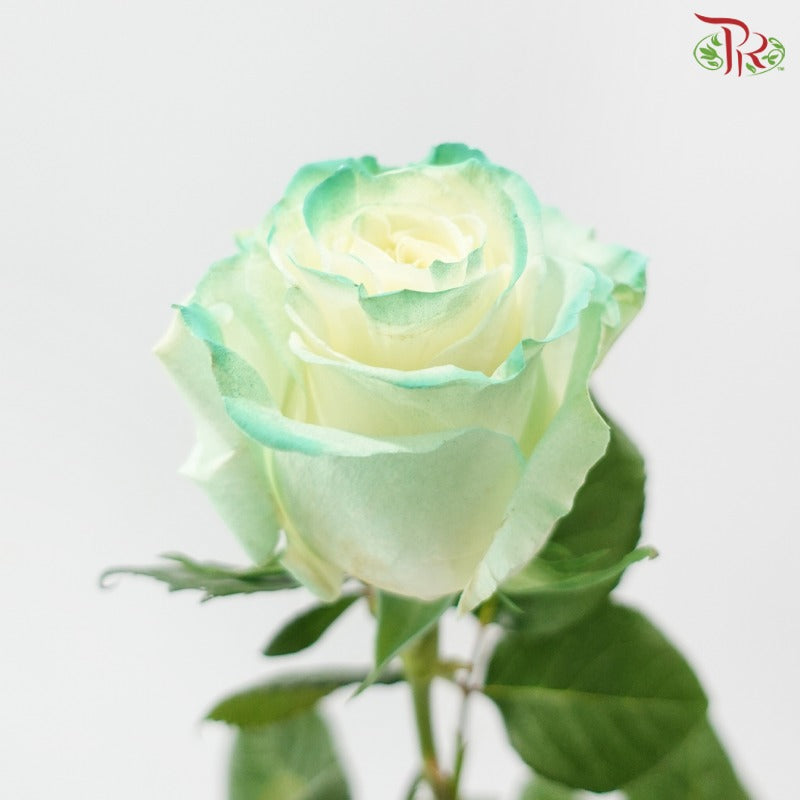 Ceres Rose Dyed Mondial Mix