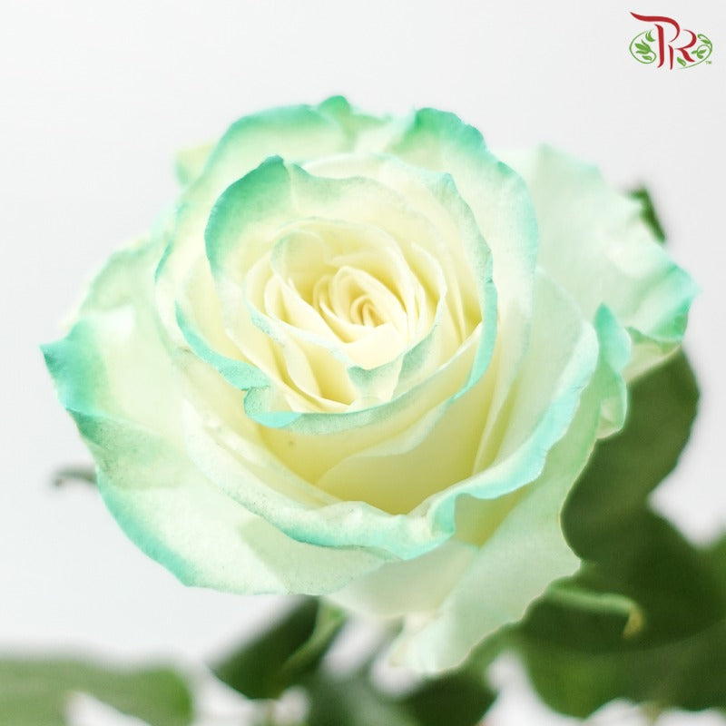 Ceres Rose Dyed Mondial Mix