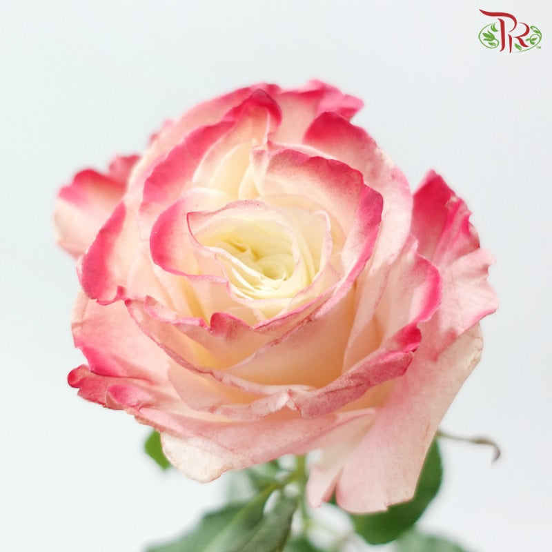 Ceres Rose Dyed Mondial Mix