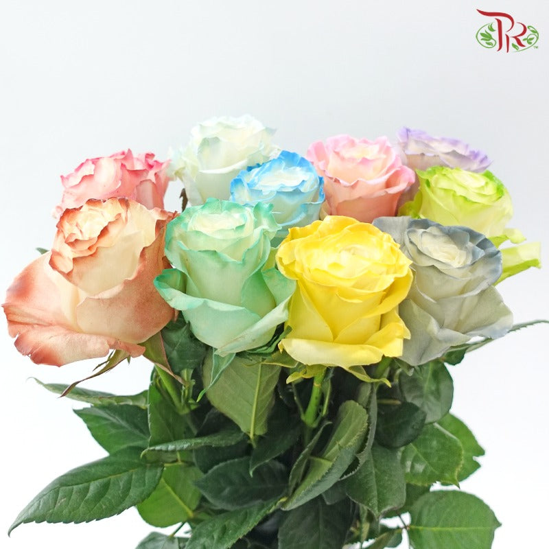 Ceres Rose Dyed Mondial Mix