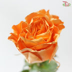 STAR Rose Dyed