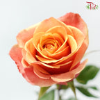 Ceres Rose Dyed Mondial