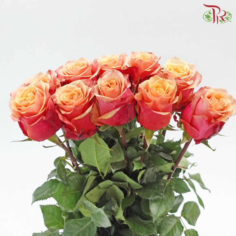 Ceres Rose Dyed Mondial