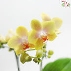 Phalaenopsis Orchid (Mini Double Stems) *With No Vase