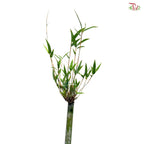 Bambusa Fern Leaf