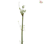 Bambusa Fern Leaf