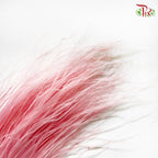 Dry Feather Grass