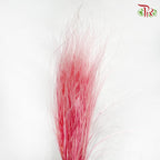 Dry Feather Grass