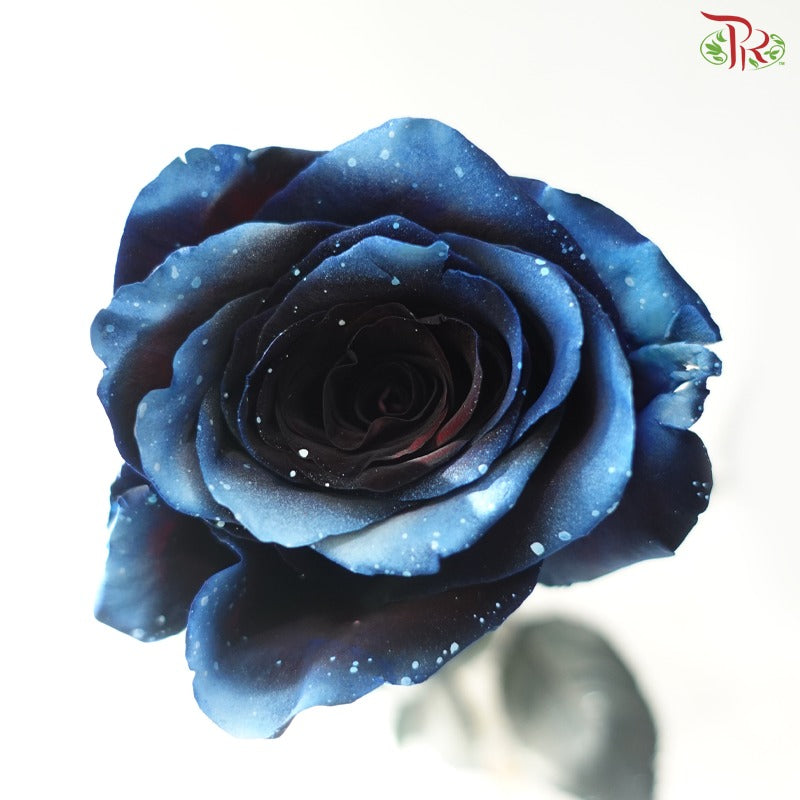 Ceres Rose Dyed Mondial