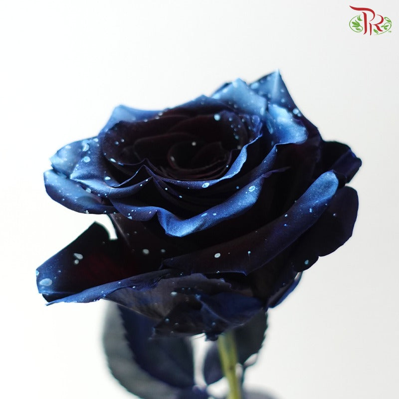 Ceres Rose Dyed Mondial