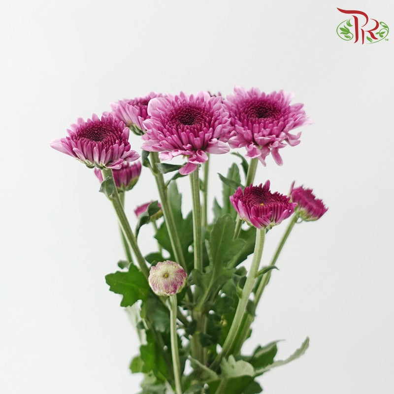 Chrysanthemum Pompom