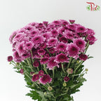 Chrysanthemum Pompom