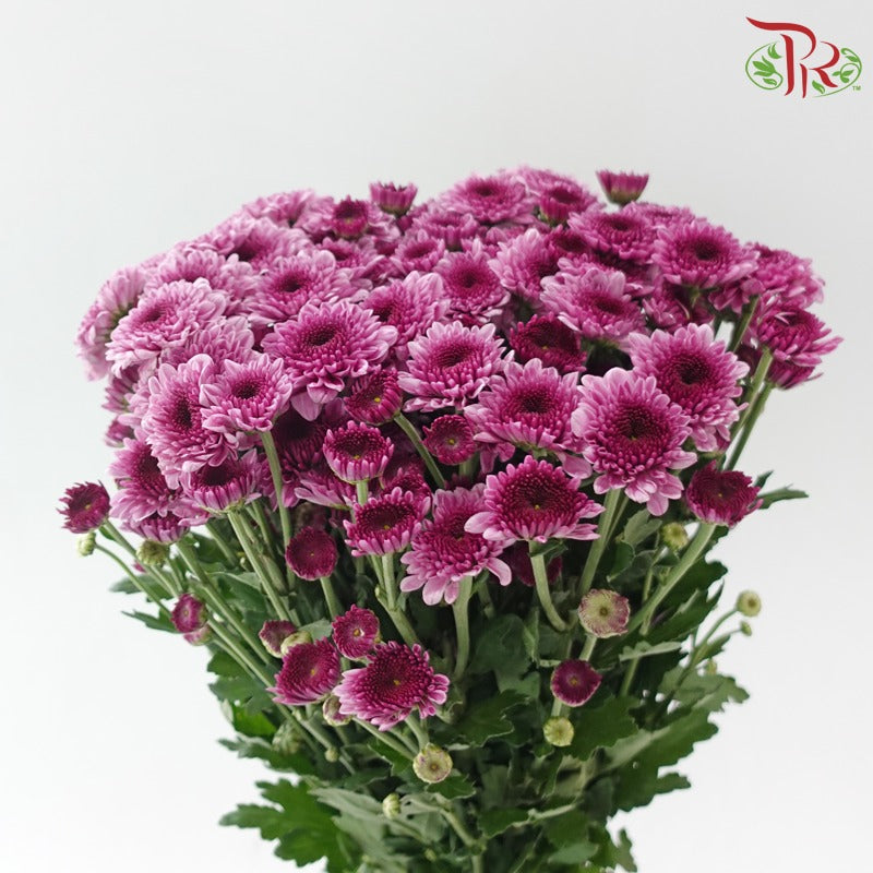 Chrysanthemum Pompom