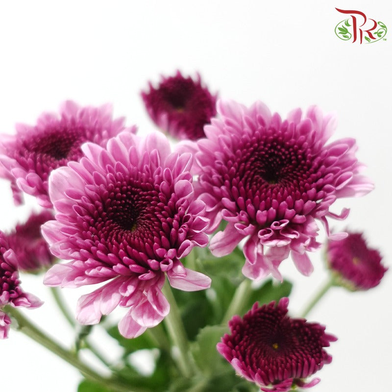 Chrysanthemum Pompom