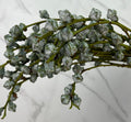 Eucalyptus - Nut (Per Bunch)