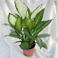 Dieffenbachia HW