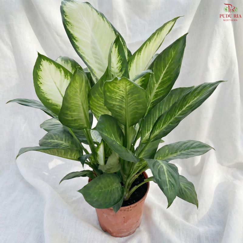 Dieffenbachia HW