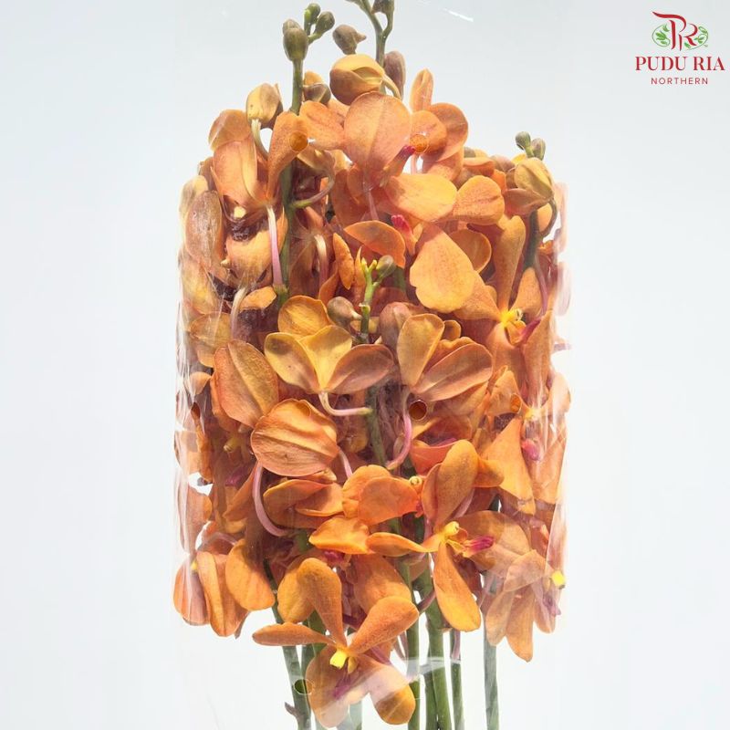 Mokara Orchid