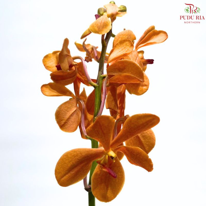 Mokara Orchid