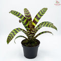 Vriesea Splenriet P140 鳳梨花