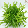 Pteris Mayi YG