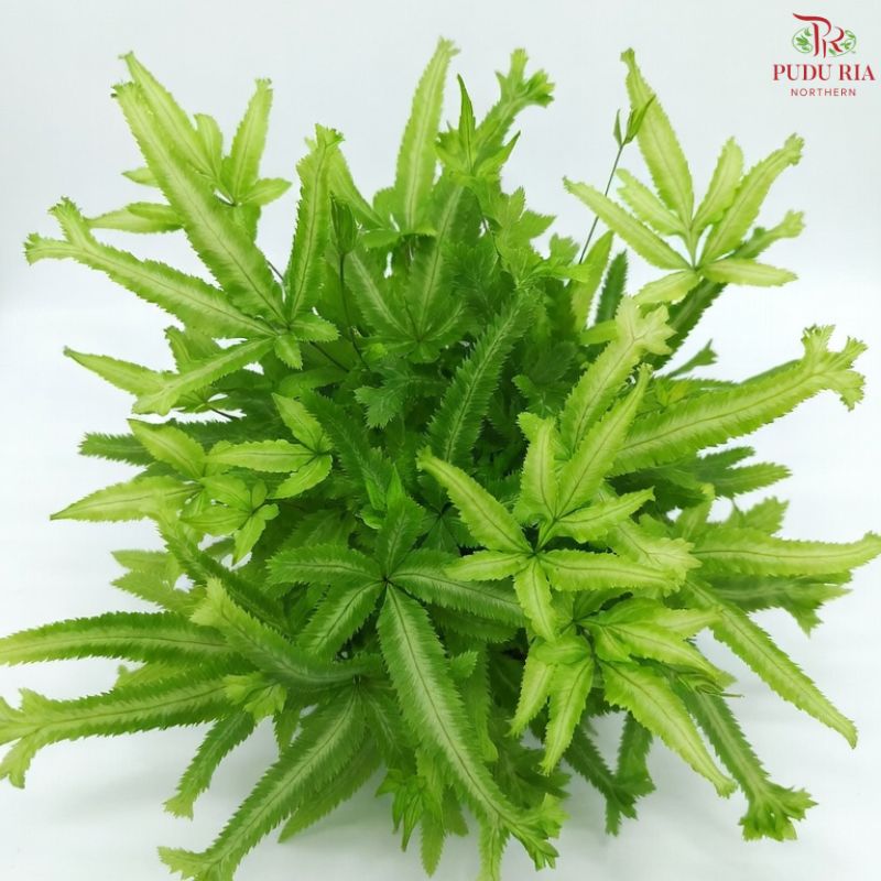 Pteris Mayi YG