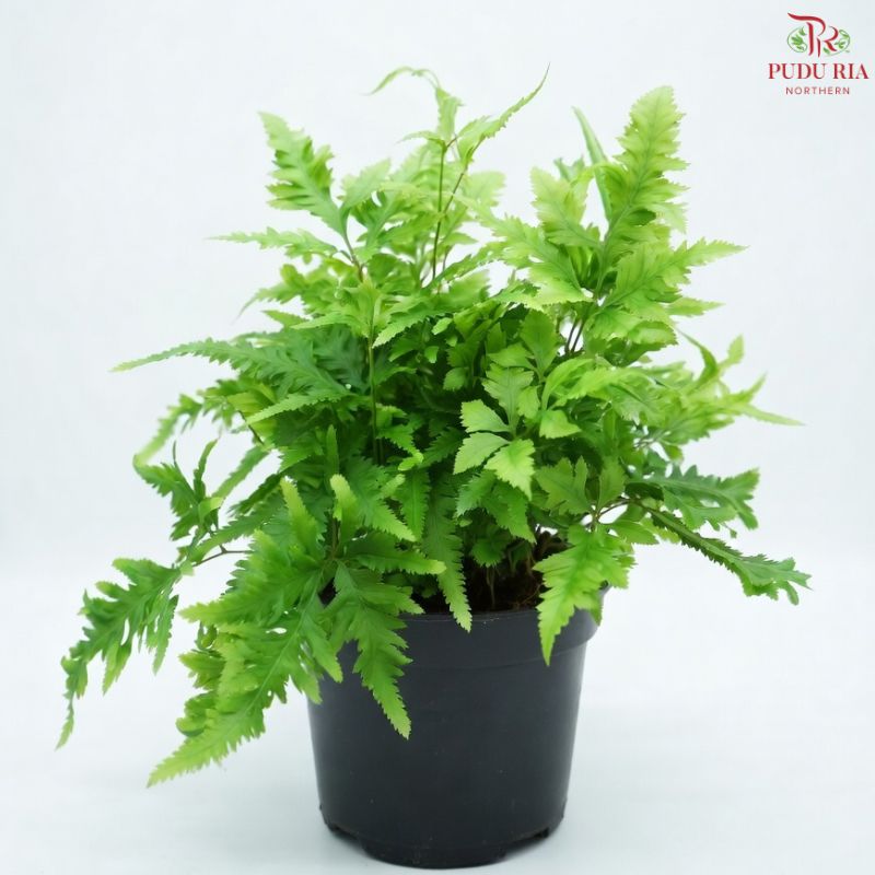 Pteris Rivertonia P120 YG