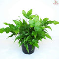 Pteris Parkeri YG