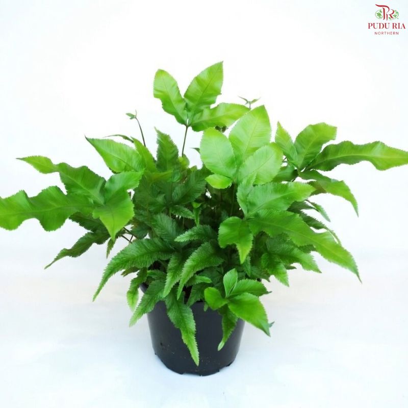 Pteris Parkeri YG