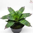 Vriesea Nova P80 YG