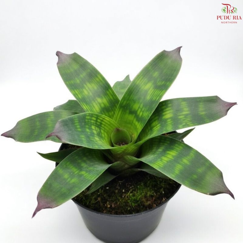 Vriesea Nova P80 YG
