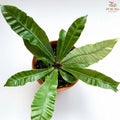 Asplenium Silver Wing P80《錦葉巢蕨》
